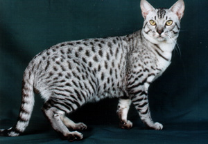 ocicat