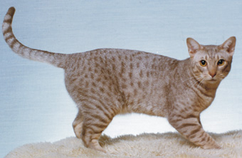 ocicat